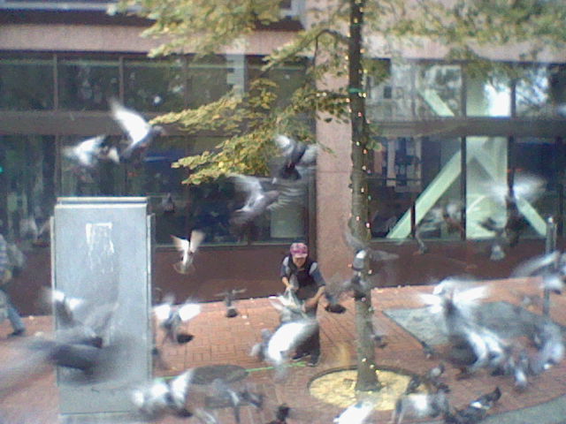 birbs!